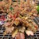 HEUCHERA CHERRY COLA #1.5