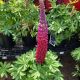 LUPINUS WESTCOUNTRY MASTERPIECE #2