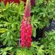 LUPINUS WESTCOUNTRY RED RUM #2