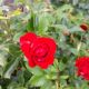 ROSA TB TRUE LOVE #2