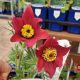 PULSATILLA RED BELLS 3.5