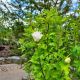 ROSE OF SHARON MRN STAR 1.5