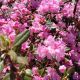 RHODODENDRON AGLO #2