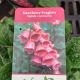 DIGITALIS MERTONENSIS #1