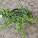 VINE HYDRANGEA ANOMALA PETIOLARIS#2