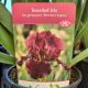 IRIS BERNICE'S LEGACY (RED) #1