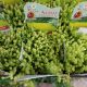 SEDUM ACRE AUREUM 3.5