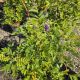 VINE WISTERIA FRUTESCENS AMETHYST FALLS #2
