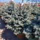 SPRUCE BABY BLUE 36'' FP