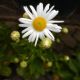 NIPPONANTHEMUM NIPPONICUM #1