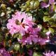 RHODODENDRON OLGA MEZIT #3