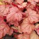 HEUCHERA GEORGIA PEACH #1
