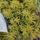 SEDUM  ANGELINA QT