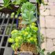 EUPHORBIA MYRSINITES 3.5
