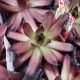 SEMPERVIVUM CHICK CHARMS CHERRIES JUB QT