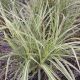 GRASS MISCANTHUS VARIEGATUS #2
