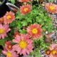 CHRYSANTHEMUM CORAL DAISY #1