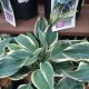 HOSTA FIRST FROST #1.5