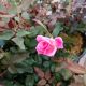 ROSA PINK KNOCKOUT #2