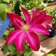 CLEMATIS BOURBON #1