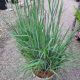 GRASS SCHIZACHYRIUM STANDING OVATION #2