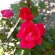 ROSA KNOCKOUT #2