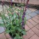 SALVIA CARADONNA #1.5
