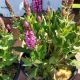 SALVIA PINK PROFUSION #1.5
