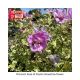 ROSE OF SHARON SHOWTIME #3
