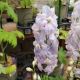 DELPHINIUM GUARDIAN LAVENDER #1