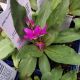 DODECATHEON APHRODITE 3.5