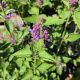 AGASTACHE BLUE BOA #1