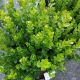 BOXWOOD NG. FREEDOM #3