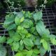 SCUTELLARIA APPALACHIAN BLUES #1