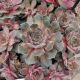 SEMPERVIVUM PINK CHARM QT