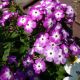 PHLOX VOLCANO PURPLE W/WHITE EYE #1
