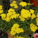 ACHILLEA SASSY SUMMER LEMON #1