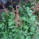 ASTILBE MAGGIE DALEY #2