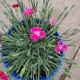 DIANTHUS LIP GLOSS #1