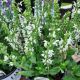 SALVIA NEM. WHITE PROFUSION #1.5