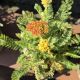 ACHILLEA SASSY SUMMER SUNSET #1
