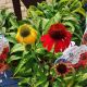 ECHINACEA CHEYENNE SPIRIT QT