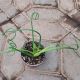 ALBUCA SPIRAL 4