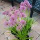 ALLIUM MILLENIUM QT