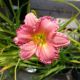 HEMEROCALLIS PASSIONATE RETURNS #1