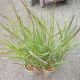 GRASS PANICUM  RED FLAME #1