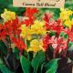 BULB CANNA LILY MIXED 4PP