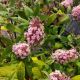 BUTTERFLYBUSH CHR. PINK  J#4