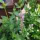 AGASTACHE FOENICULUM #2