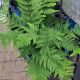FERN EASTERN WOOD #1